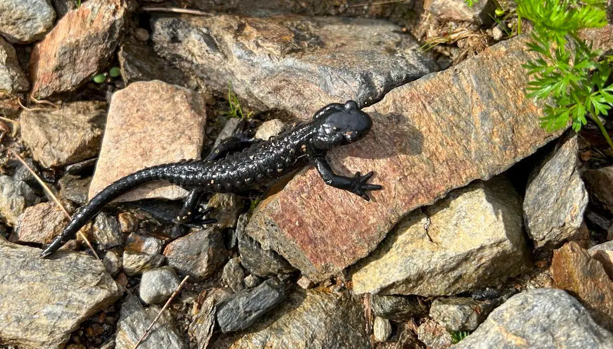 © DAV Hamburg und Niederelbe