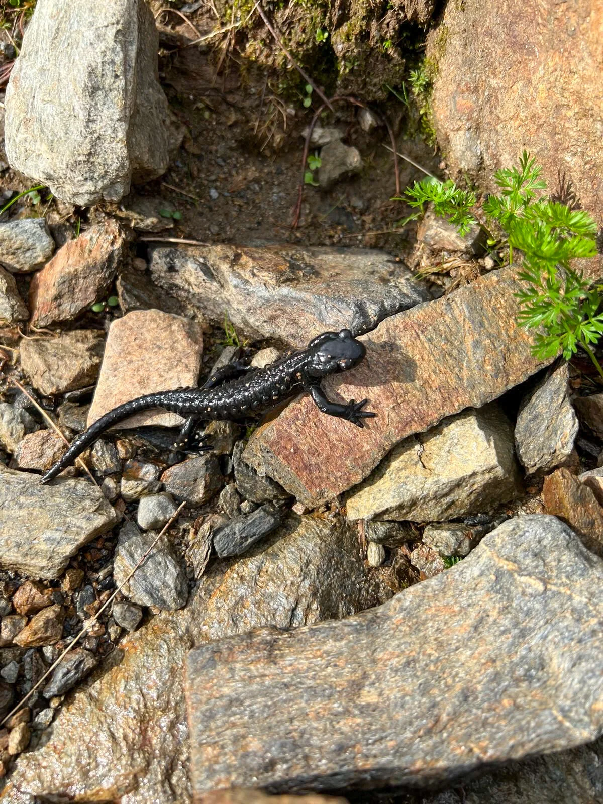 © DAV Hamburg und Niederelbe