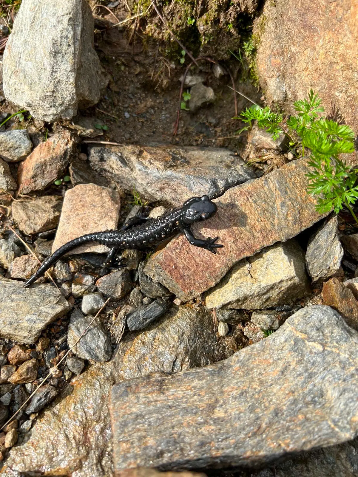 © DAV Hamburg und Niederelbe